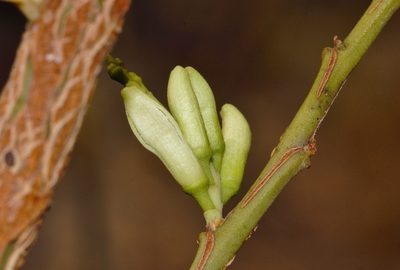 Olax obtusifolia, photographed by i_c_riddell