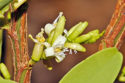 Olax obtusifolia, photographed by i_c_riddell