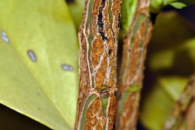 Olax obtusifolia, photographed by i_c_riddell