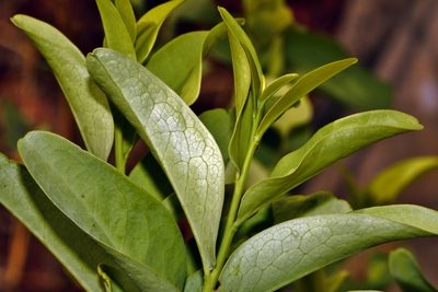 Olax obtusifolia, photographed by i_c_riddell