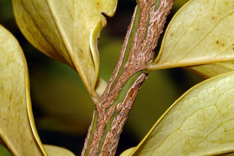 Olax obtusifolia, photographed by i_c_riddell