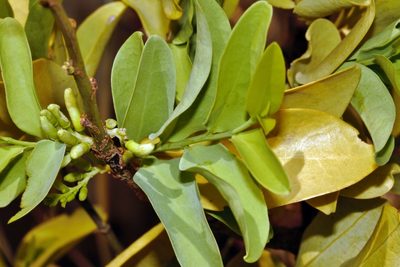 Olax obtusifolia, photographed by i_c_riddell
