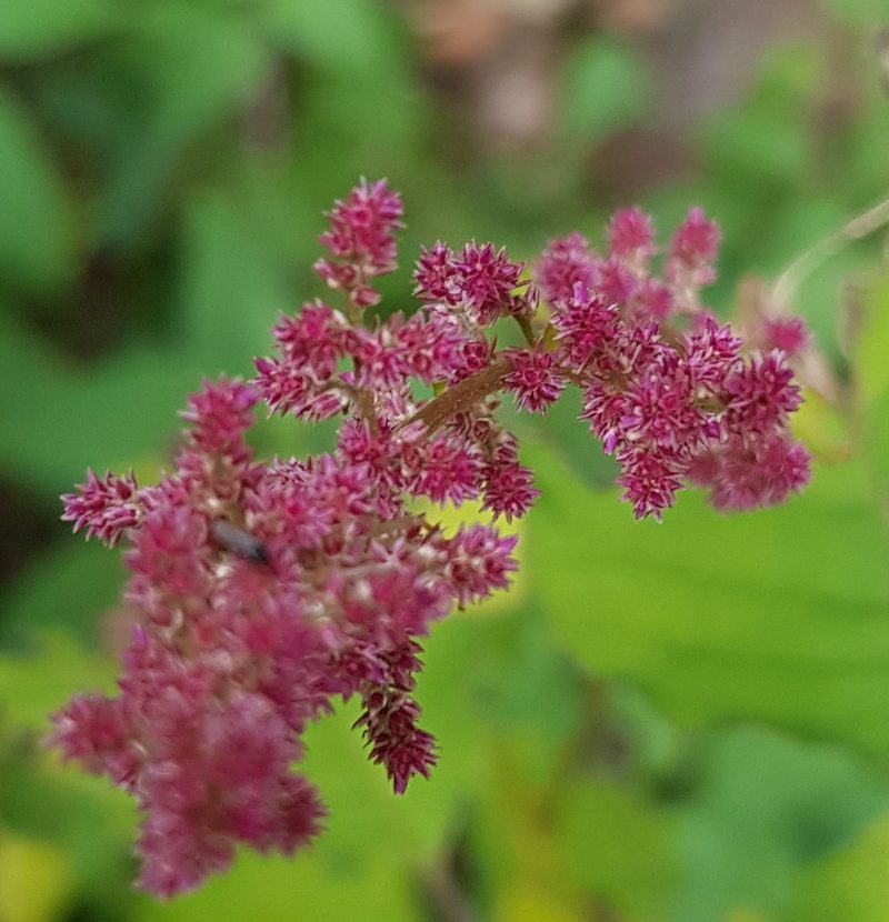 Iresine ajuscana, photographed by Eugenio Padilla