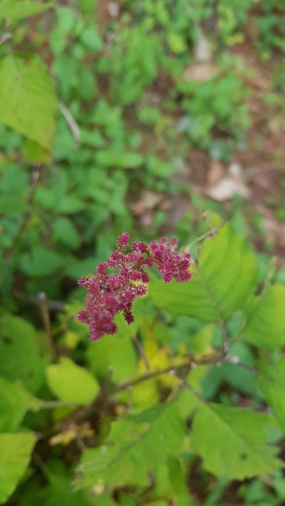 Iresine ajuscana, photographed by Eugenio Padilla