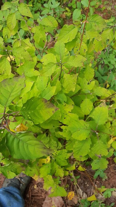 Iresine ajuscana, photographed by Eugenio Padilla