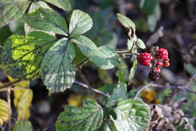 Rubus calvatus, photographed by Stephen James McWilliam
