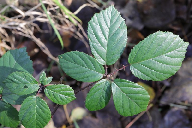 Rubus calvatus, photographed by Stephen James McWilliam