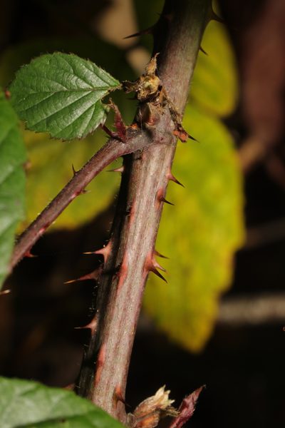 Rubus calvatus, photographed by Stephen James McWilliam