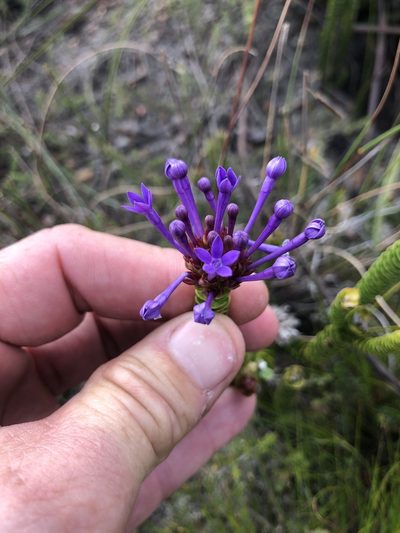Rhigiophyllum squarrosum, photographed by Sean Privett