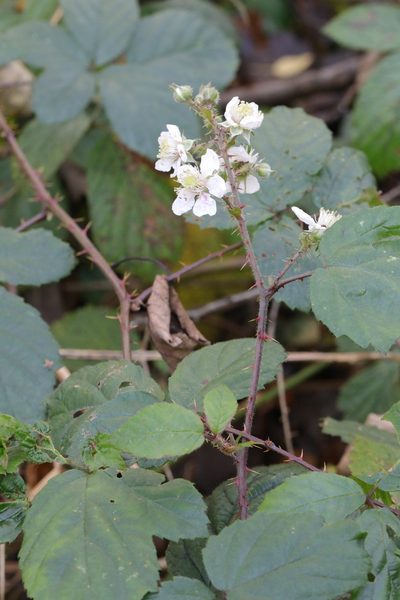 Rubus calvatus, photographed by Stephen James McWilliam