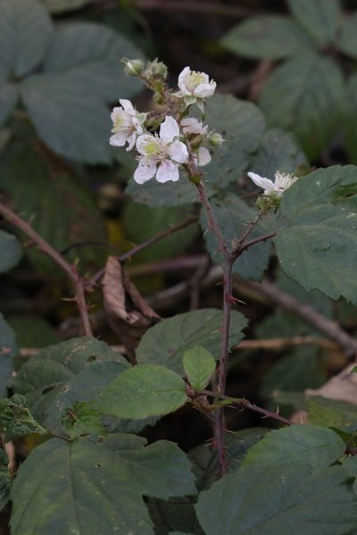 Rubus calvatus, photographed by Stephen James McWilliam