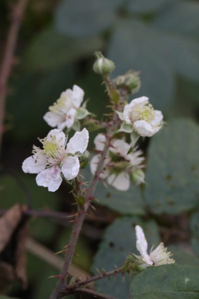 Rubus calvatus, photographed by Stephen James McWilliam