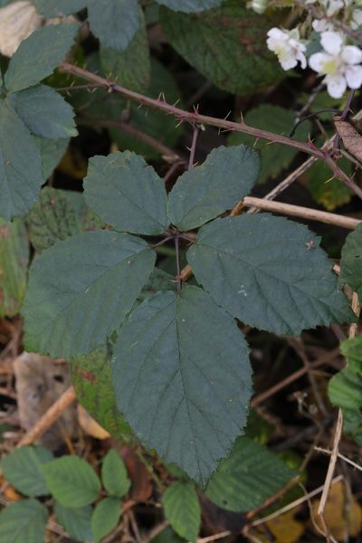 Rubus calvatus, photographed by Stephen James McWilliam