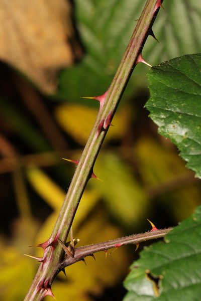 Rubus calvatus, photographed by Stephen James McWilliam