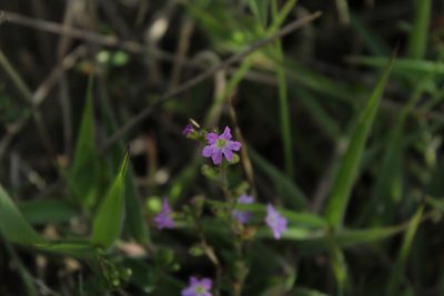 Cuphea ciliata, photographed by Andrés Ramírez-Barrera
