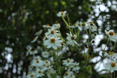 Montanoa ovalifolia, photographed by Andrés Ramírez-Barrera