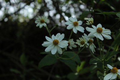 Montanoa ovalifolia, photographed by Andrés Ramírez-Barrera