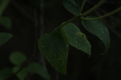 Montanoa ovalifolia, photographed by Andrés Ramírez-Barrera