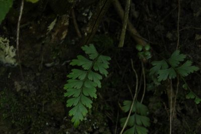 Asplenium praemorsum, photographed by Andrés Ramírez-Barrera