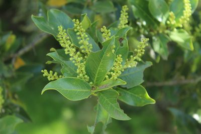 Prunus buxifolia, photographed by Andrés Ramírez-Barrera