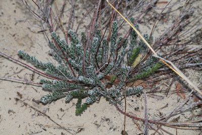 Lechea maritima, photographed by John Fones