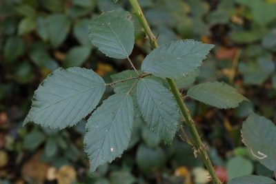 Rubus lindleyanus, photographed by Stephen James McWilliam