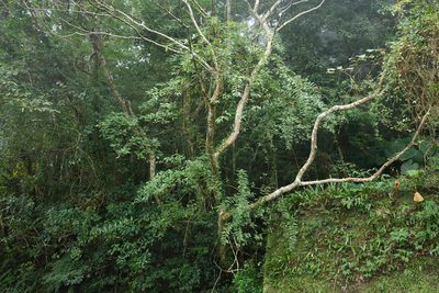 Stachyurus himalaicus, photographed by 國立臺灣博物館