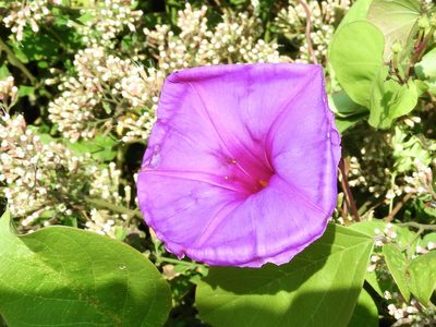 Ipomoea pedicellaris, photographed by Francisco Farriols Sarabia
