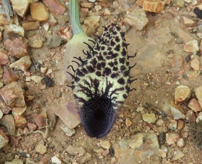 Aristolochia taliscana, photographed by Francisco Farriols Sarabia