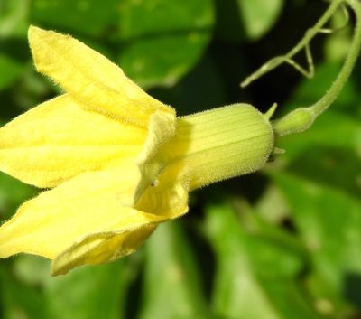 Schizocarpum palmeri, photographed by Francisco Farriols Sarabia