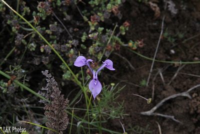 Moraea amabilis, photographed by lallen