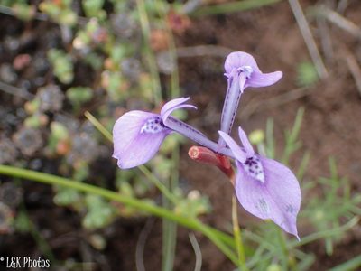 Moraea amabilis, photographed by lallen