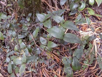 Metrosideros parkinsonii, photographed by Sebastian Doak
