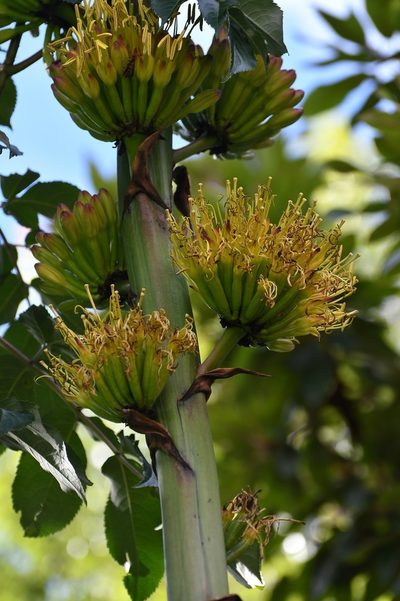 Agave congesta, photographed by Neptalí Ramírez Marcial