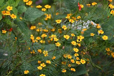 Tagetes tenuifolia, photographed by Neptalí Ramírez Marcial