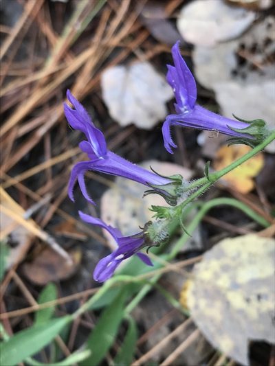 Lobelia reverchonii, photographed by Laura Clark