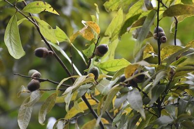 Quercus acatenangensis, photographed by Neptalí Ramírez Marcial