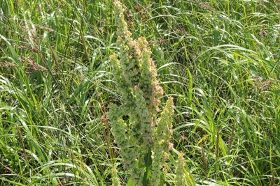 Rumex occidentalis, photographed by Quinten Wiegersma