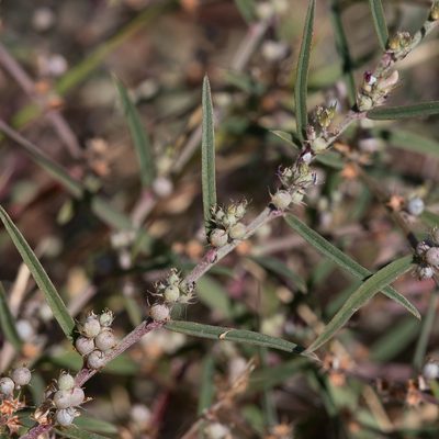Indigofera linifolia, photographed by Kym Nicolson