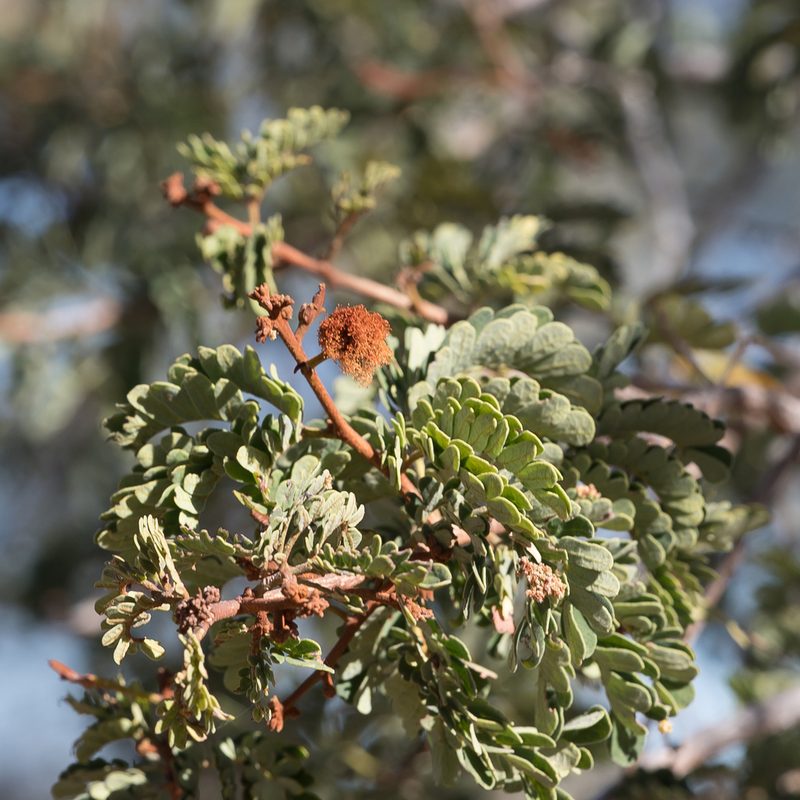Heliodendron basalticum, photographed by Kym Nicolson