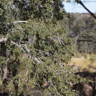 Heliodendron basalticum, photographed by Kym Nicolson