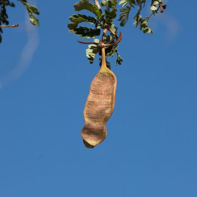 Heliodendron basalticum, photographed by Kym Nicolson