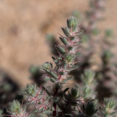 Sclerolaena lanicuspis, photographed by Kym Nicolson