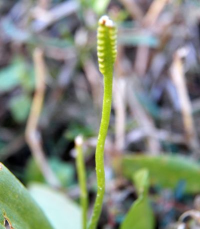 Ophioglossum engelmannii, photographed by Diana Foreman
