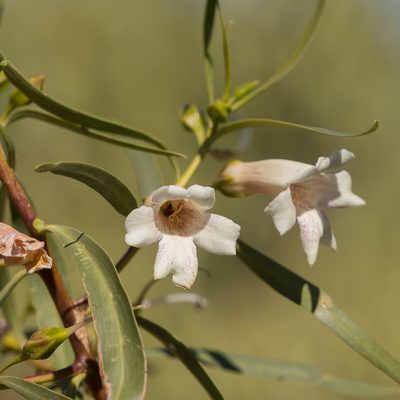 Eremophila bignoniiflora, photographed by Kym Nicolson