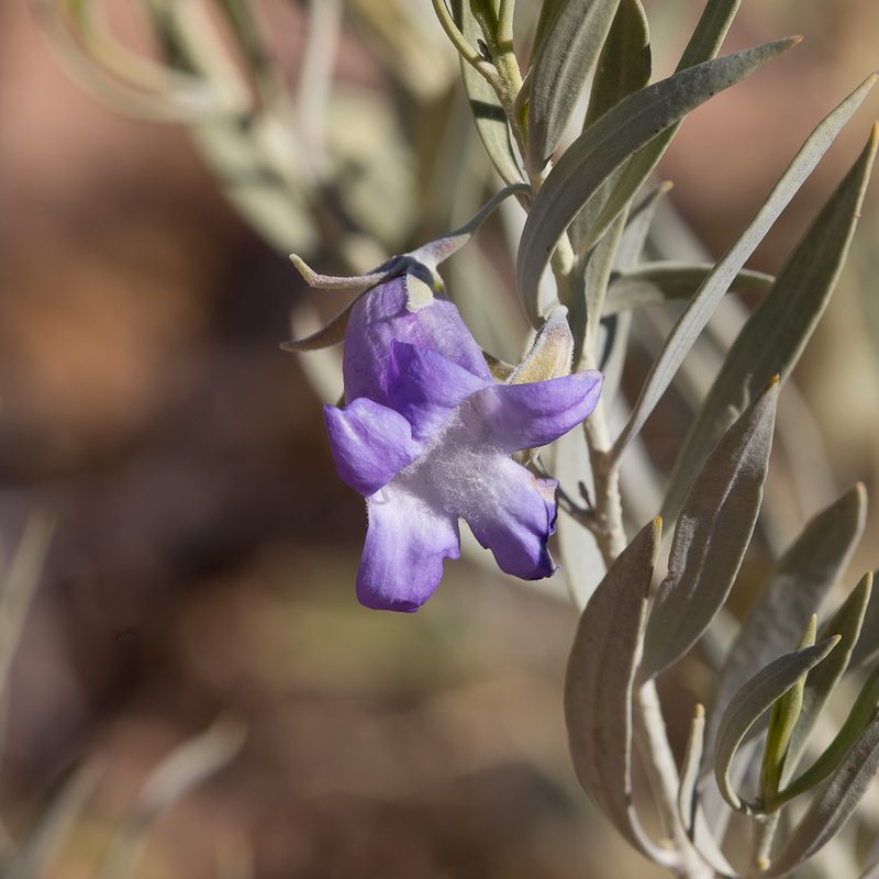 Eremophila bowmanii, photographed by Kym Nicolson
