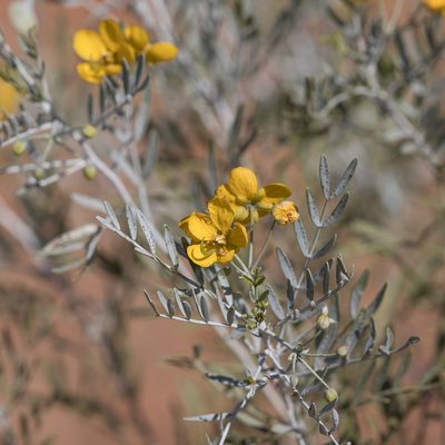 Senna glutinosa, photographed by Kym Nicolson