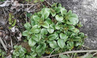 Gentianella stevenii, photographed by Brett Sandford