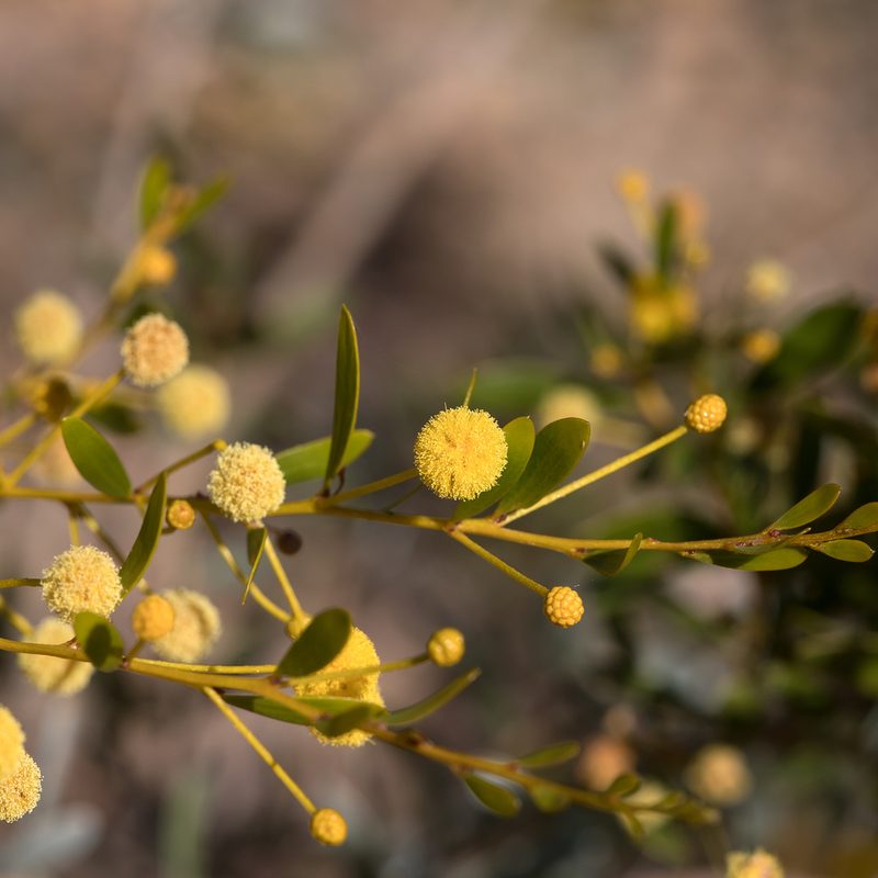 Acacia melleodora, photographed by Kym Nicolson