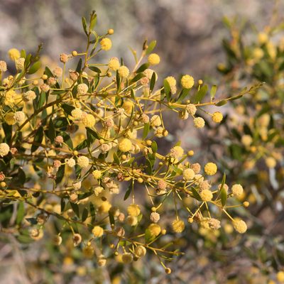 Acacia melleodora, photographed by Kym Nicolson